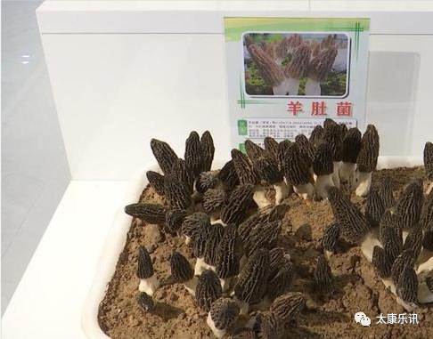 微信图片_20230331175025.png